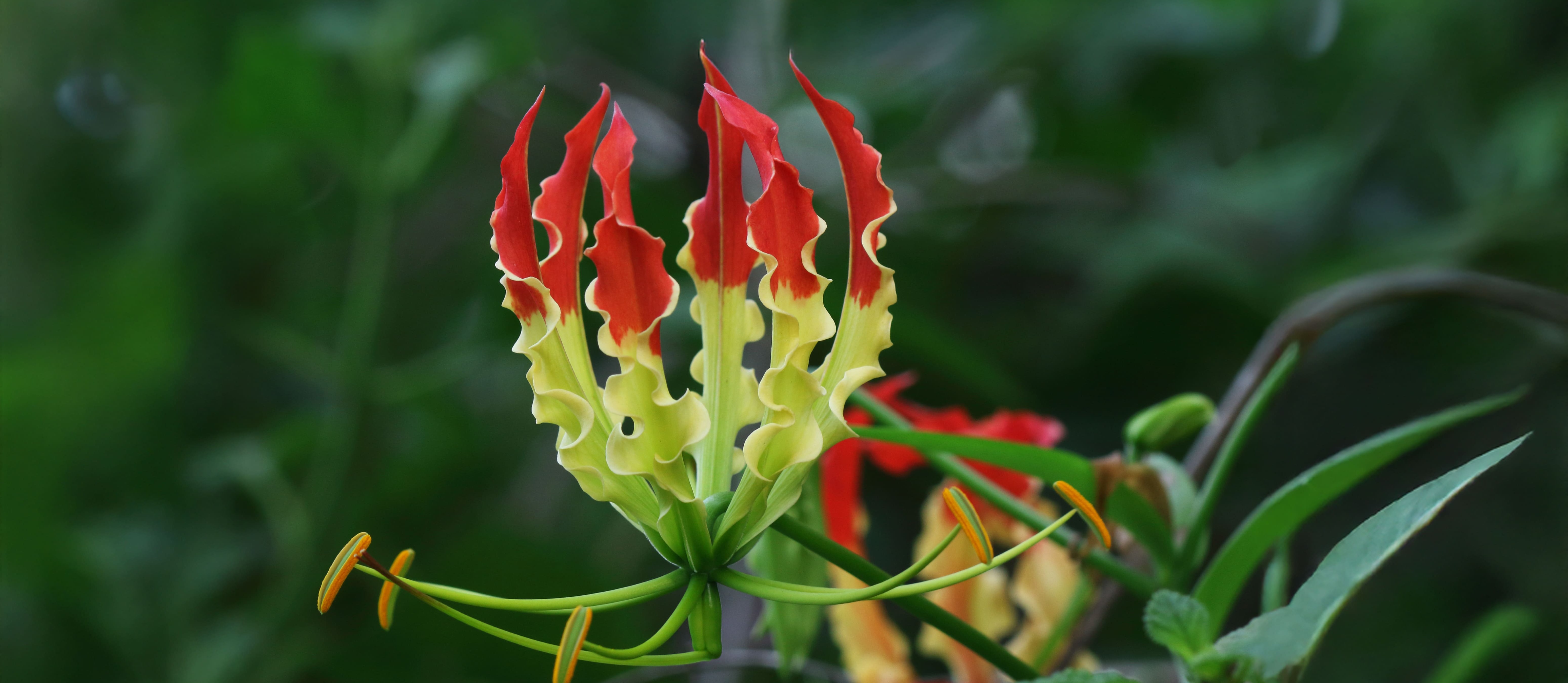 Reforestation Project